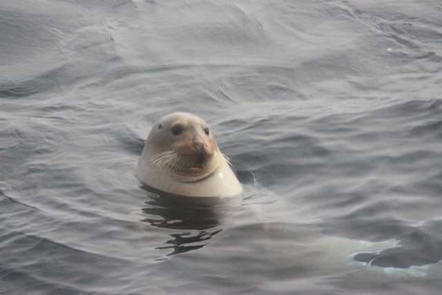 Bearded Seal