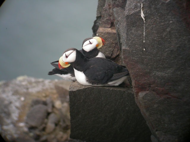 Horned-puffins bird