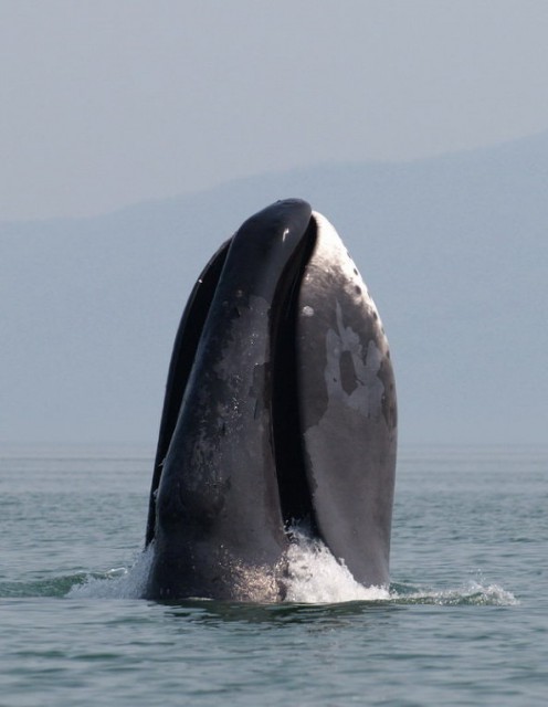 Whale spyhops in Ulbansky Bay, northwestern Okhotsk Sea.[33]