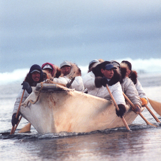 inupiat whale hunt